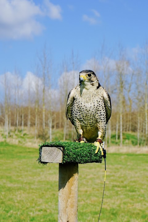 Bird on the Hand Falconry Experiences