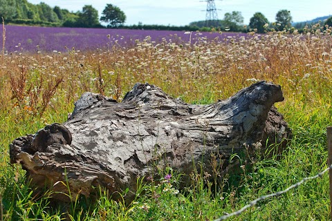 Lullingstone Country Park