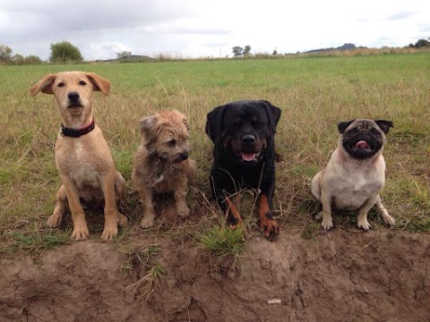 Pawsome Pups Dog Walking