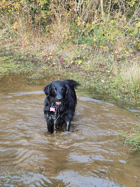 Buddiepet - Dog walker Southampton