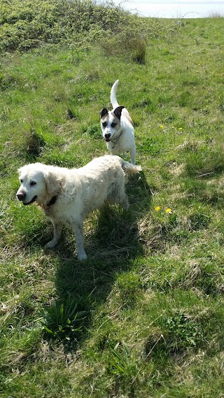 Waggytails Dog Walking in South Liverpool