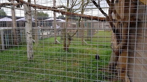 Messingham Zoo