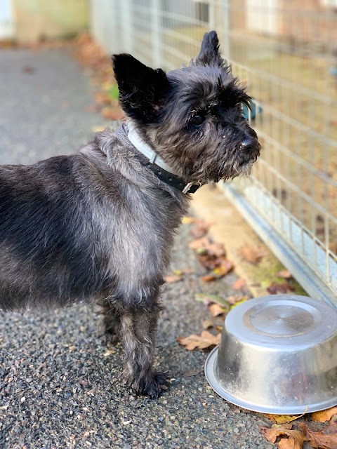 Chilworth Kennels and Cattery