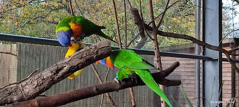 Lorikeet Landing - Twycross Zoo