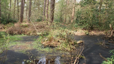 Burton Woods