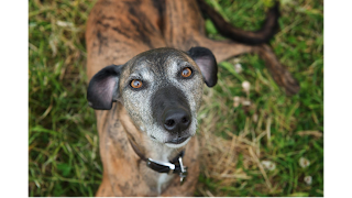 Ash Tree Vets, Market Harborough