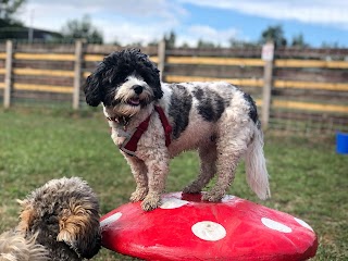 HQ Pet Services Dog Walkers