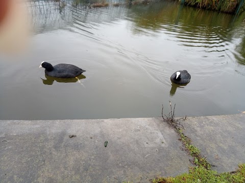 Clarence Park, Bury