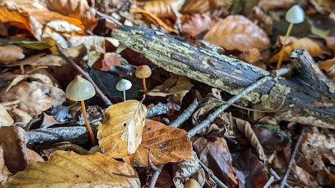 Warburg Nature Reserve Berkshire, Buckinghamshire and Oxfordshire Wildlife Trust