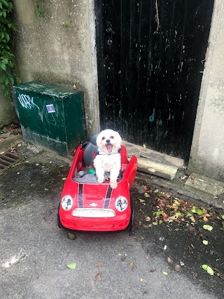 Ranelagh Dog Grooming