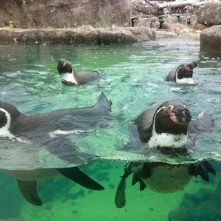 Penguin Cove