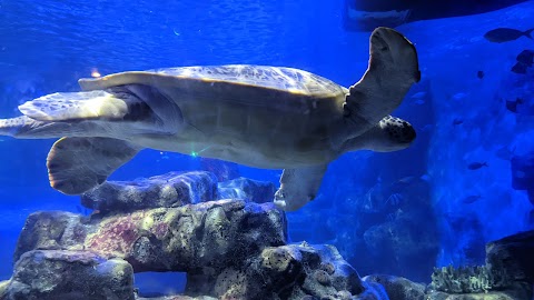 National SEA LIFE Centre Birmingham