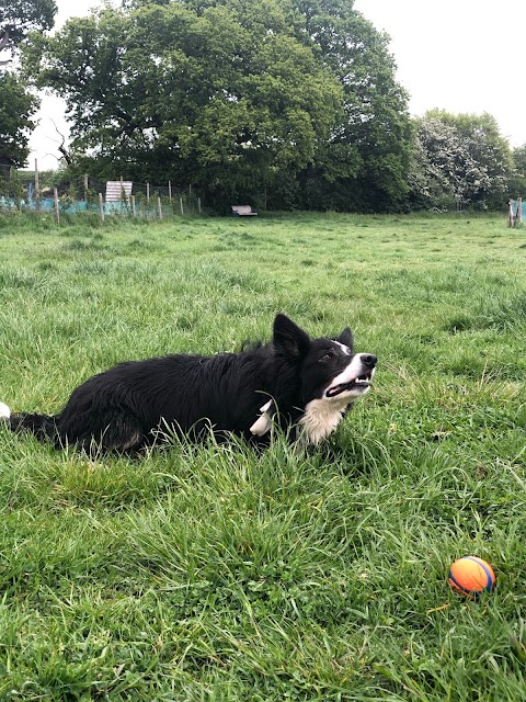 Hampshire Dog Boarding