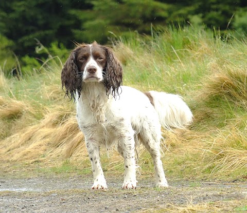 Walkies Scotland