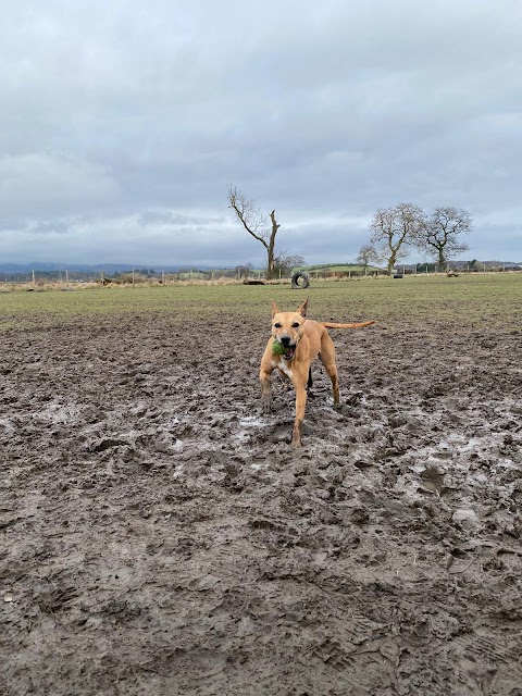 Run Free Dog Fields - Inchinnan