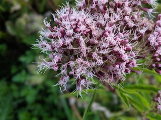 Cremer's Meadow