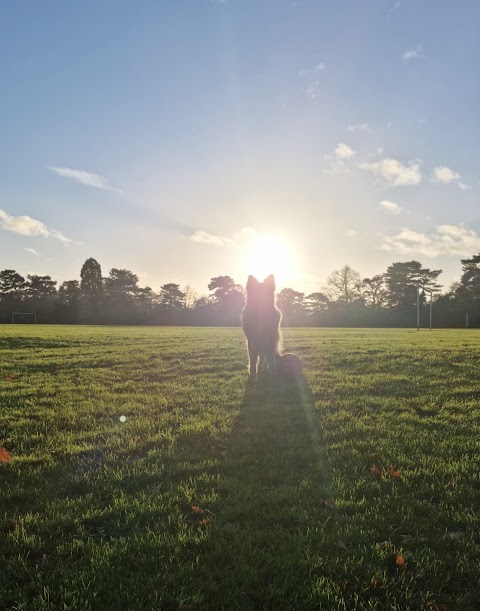 Dog Walking Bedford - Lewie's Rainbow