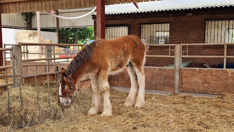 Cotebrook Shire Horse Centre