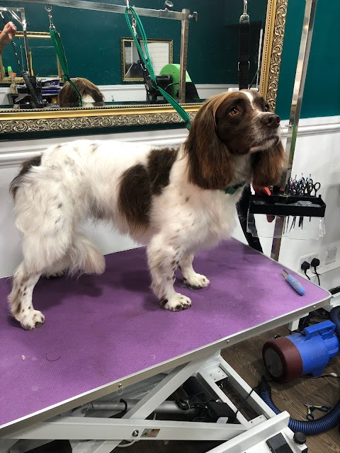 The Hound Dog Grooming Spa