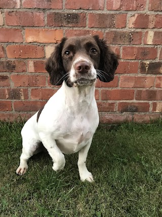 Country Cuts Dog Grooming