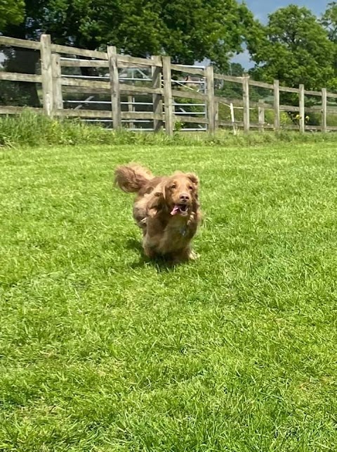 The Holidog Inn. Home Boarding