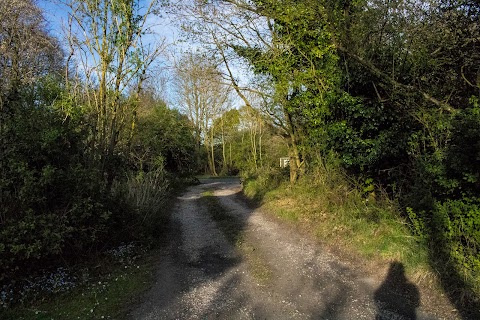 Bay Willow Cattery