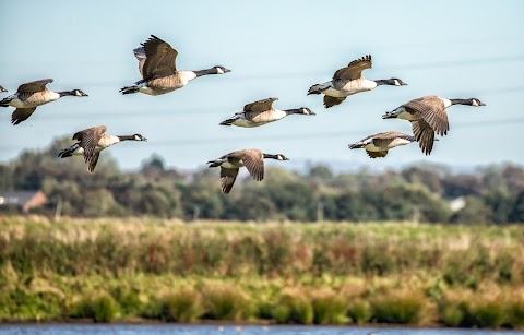 Lunt Meadows Nature Reserve