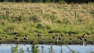 LRWT Cossington Meadows