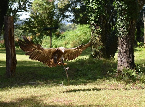Forest Falconry