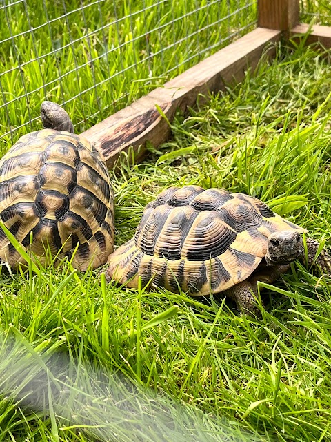 Doncaster Small Animal Boarding