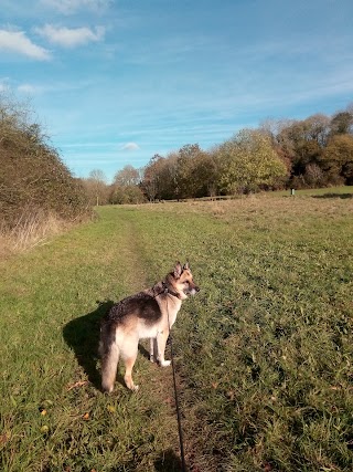 Wapley Allotments