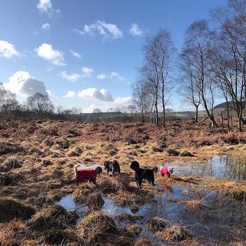 Jack’s Gone Walkies