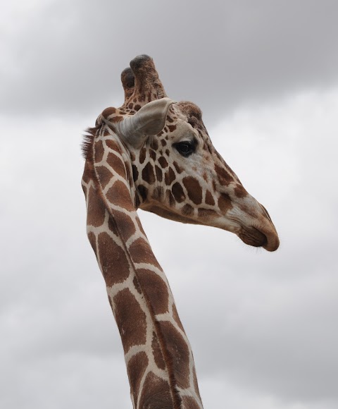 Giraffe House - Twycross Zoo