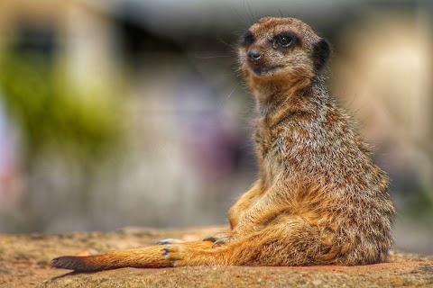 Yorkshire Wildlife Park