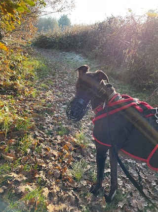 Burhill Kennels