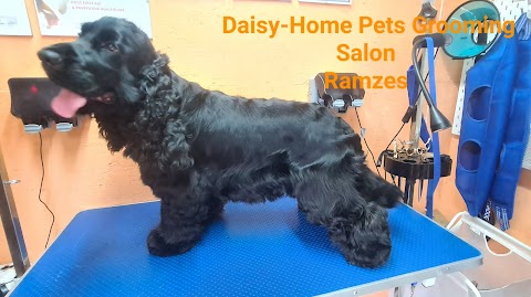 Daisy- Home Pets Grooming Salon