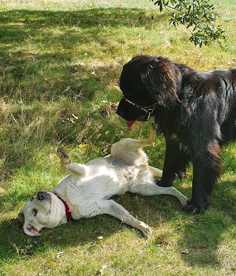 Canine-Walkies