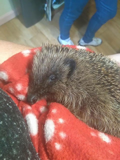 Andrew's Hedgehog Hospital