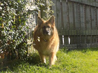 Highwood Boarding Kennels