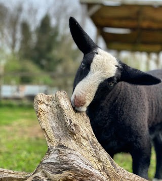 Deen City Farm