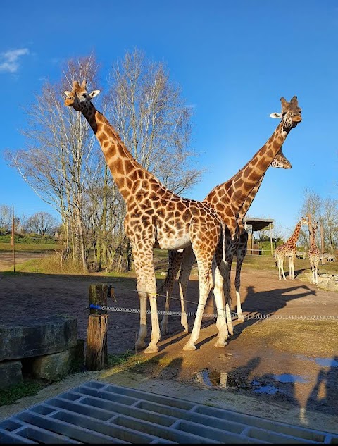 Chessington World of Adventures Resort