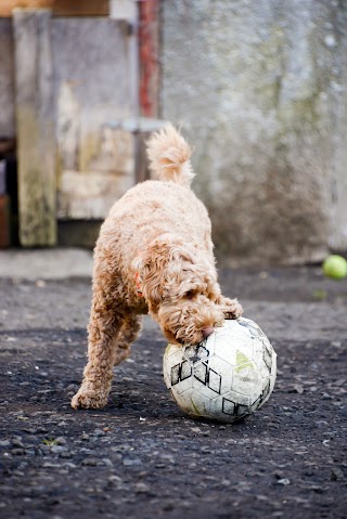 Doggy Carers