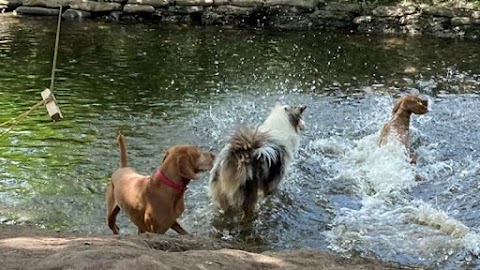 Buddies N Walkies