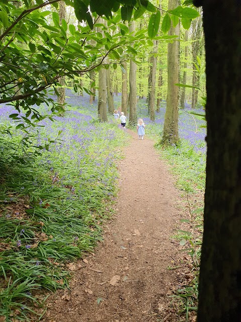 Narrow Water Forest