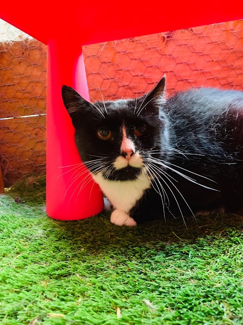 Cattery Cottage