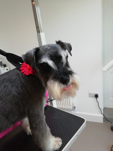 Dinky Dogs Grooming Worthing