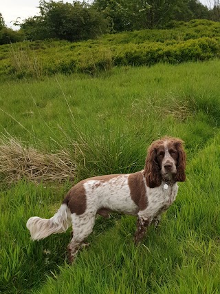 FUNNYBONES PAISLEY Dog Walking Service