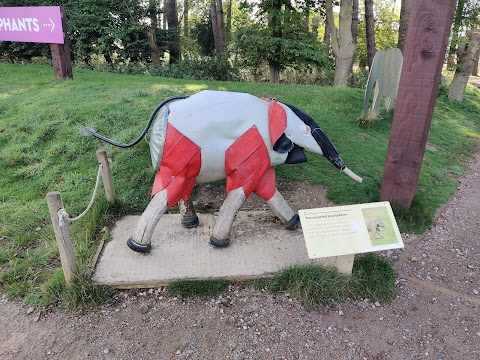 Asian Elephants