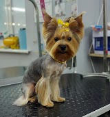 Зоосалон Zoo Salon & Dog Shop