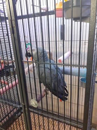 B & T Parrots & Pet Supplies